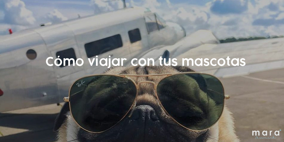 Cómo viajar con tus mascotas