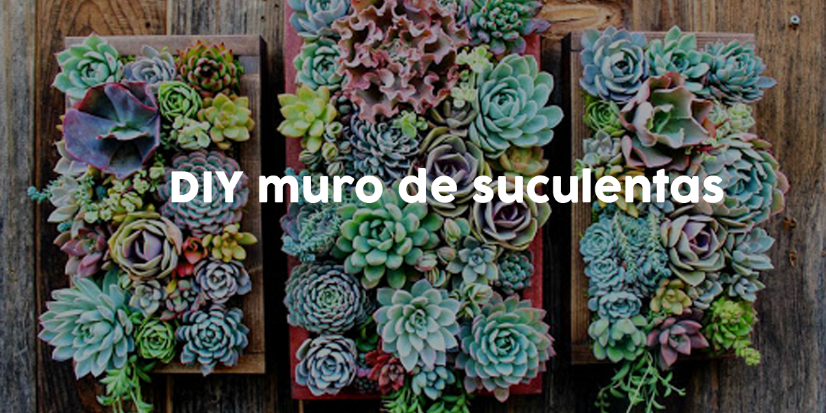 DIY muro de suculentas