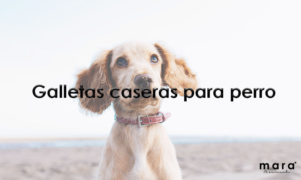 Galletas caseras para perro
